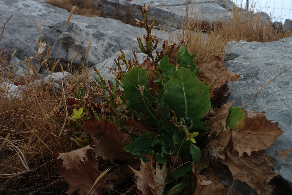 Lactuca longidentata / Lattuga del Monte Albo